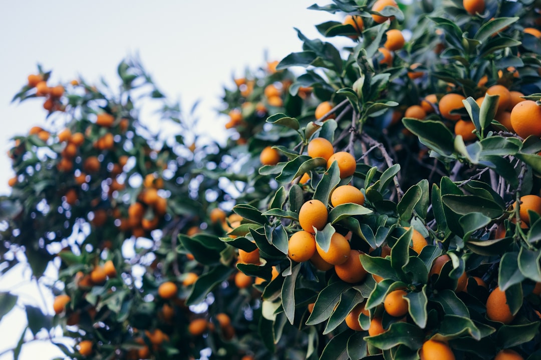 Photo Orange trees